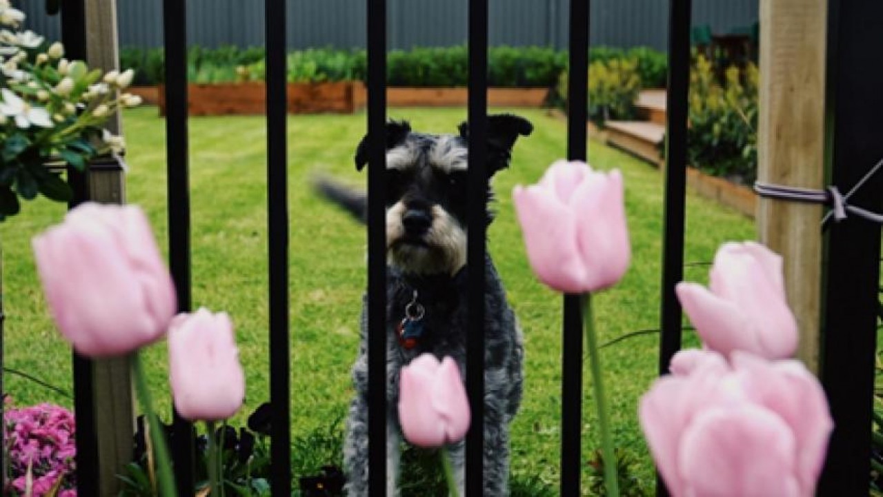 SetWidth850 Contemporary fencing is stylish and practical keeping the owners beloved dog safely enclosed